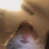 Creeperboi9935